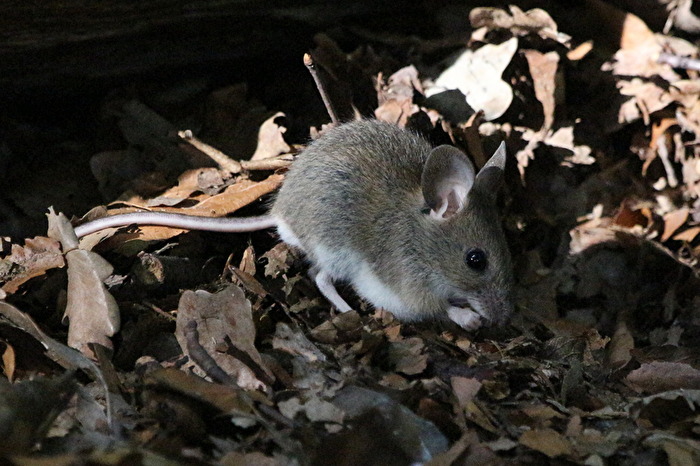 Maus auf Laub