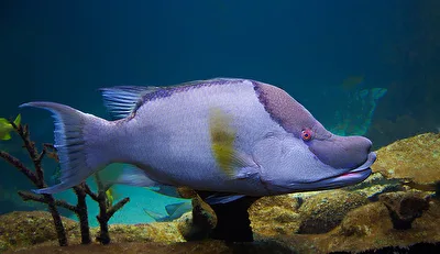  Fisch ............... Lippfisch