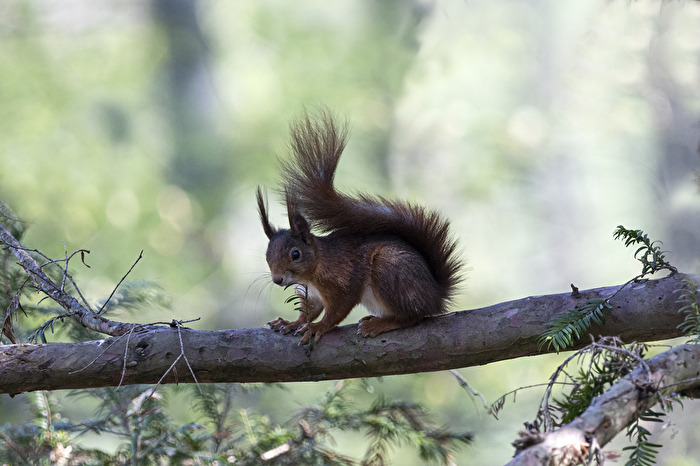 Eichhörnchen..