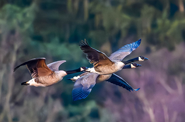 Kanadagänse im Flugbild