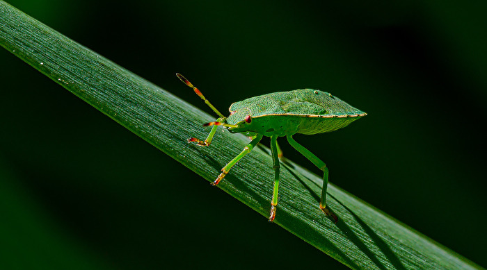Grüne Stinkwanze (Palomena prasina)