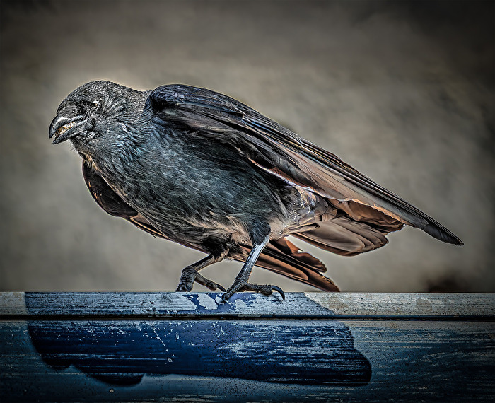 Vögel