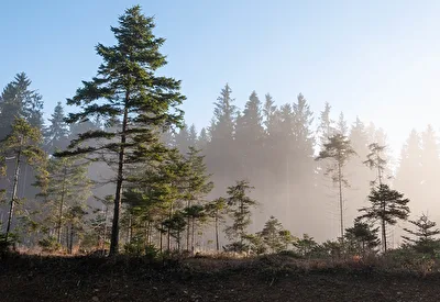 Im Waldviertel