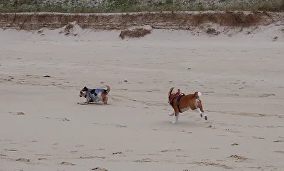 Unsere Hunde Mahé et Agatha