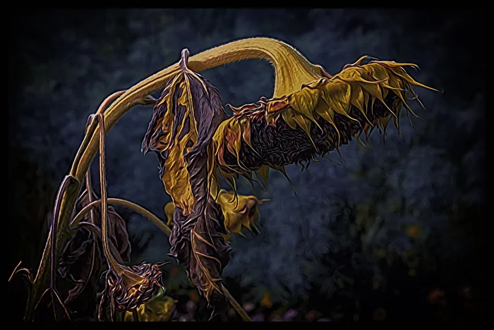 The End of a Sunflower