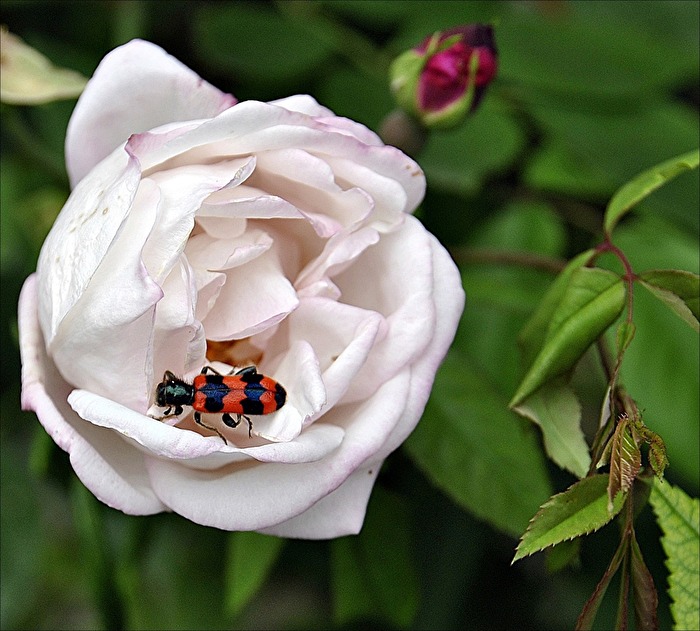 Rosenblüte...