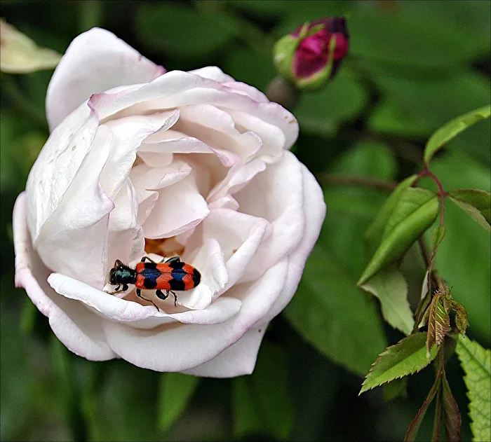 Rose Blossom...