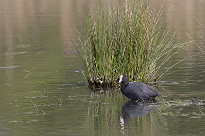 Bläßhuhn