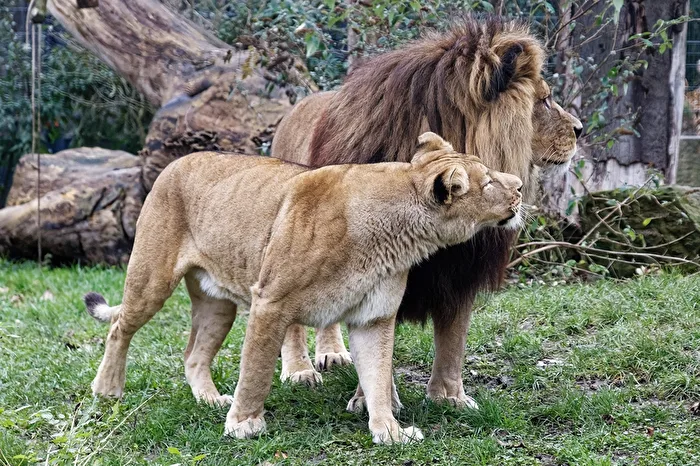 Lions