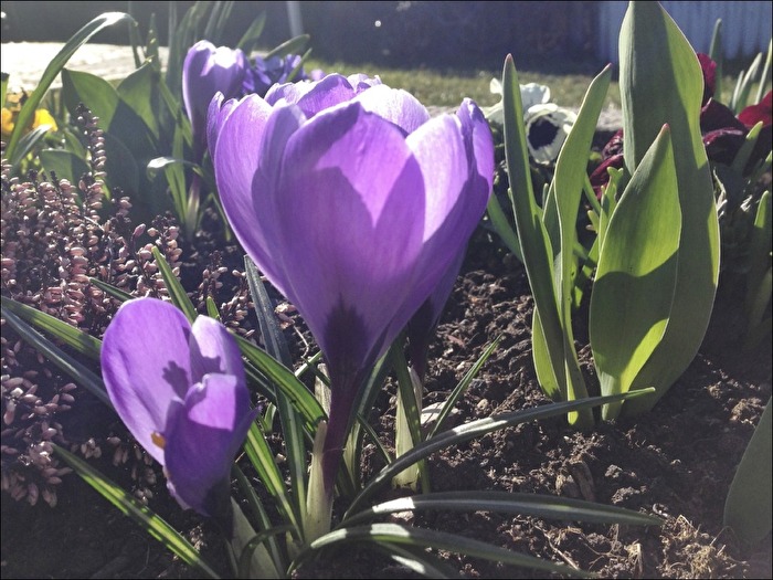 Krokusse