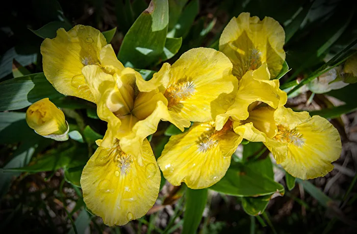 Zwerg-Iris...