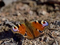 sehr früh im Jahr schon unterwegs (3)
