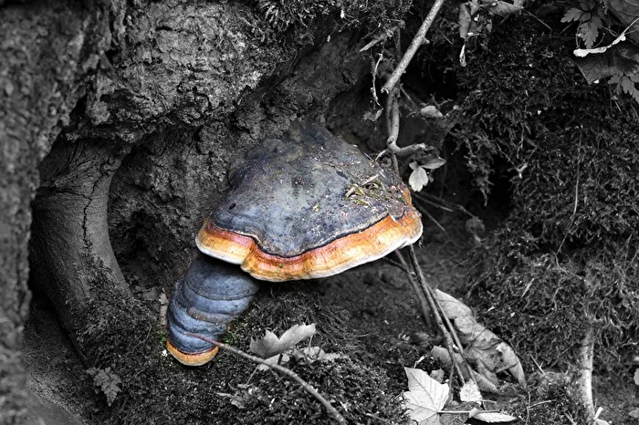 Rotrandiger Baumschwamm