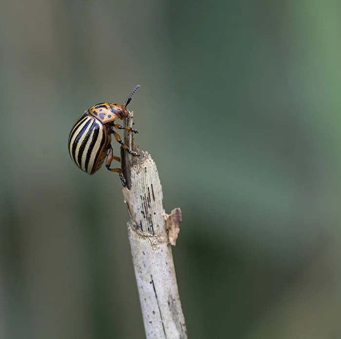 Colorado potato beetle..