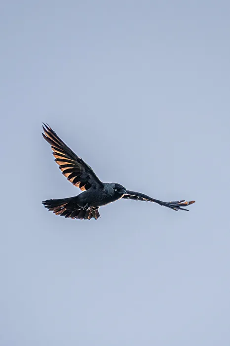 Jackdaw