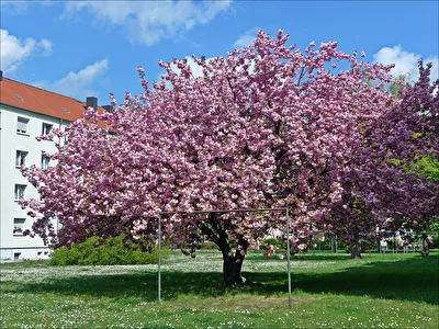 Blütenpracht