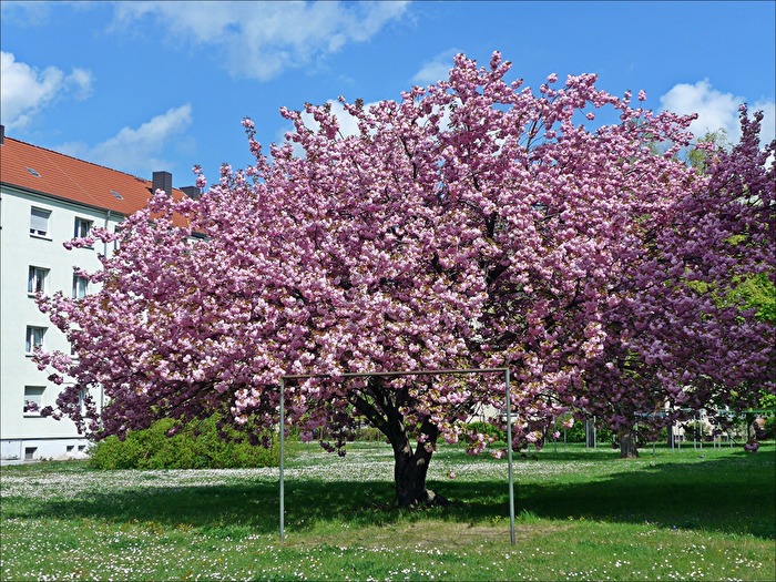 Blütenpracht