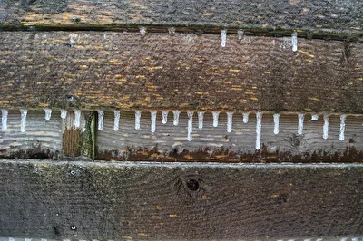 Eisschicht