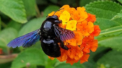 Die Blauschwarze Holzbiene