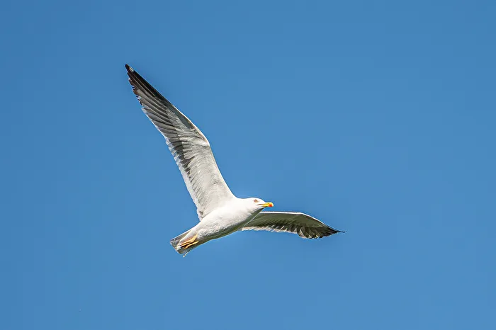 Silbermöwe