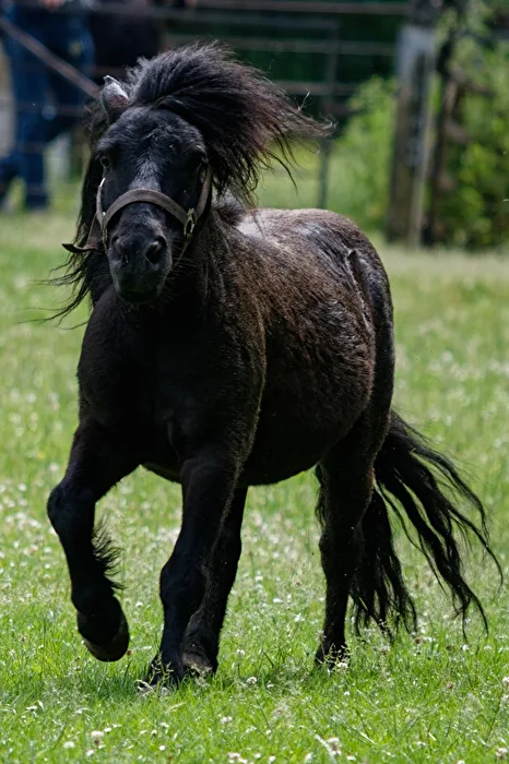 Pony
