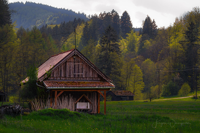 Am Rand des Waldes