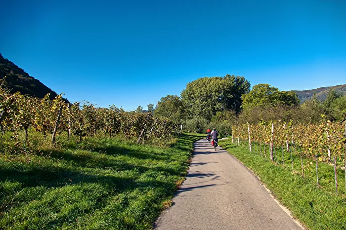 Paseo en bicicleta por las plantaciones en Wachau