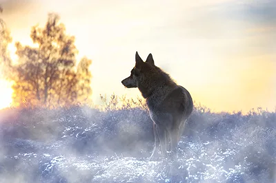 Watching sunrise