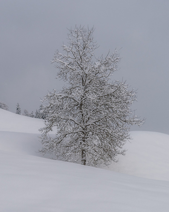 Weiss eingeschneiter Laubbaum