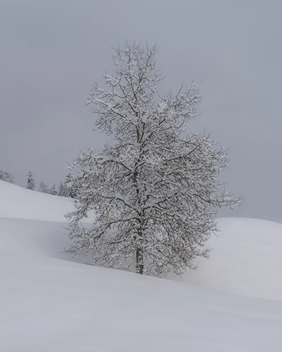 Weiss eingeschneiter Laubbaum