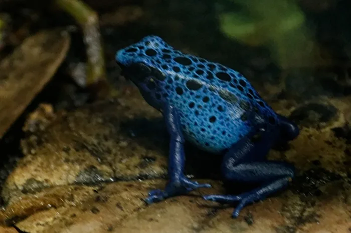 Blauer Baumsteiger