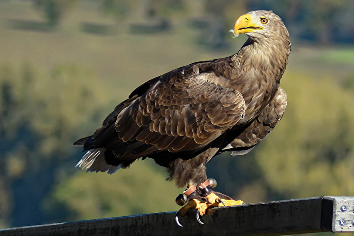 See-Adler