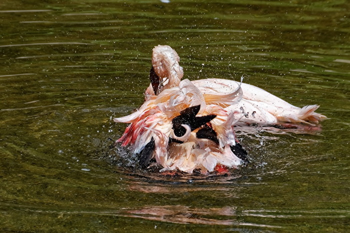 Flamingo