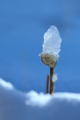 Schneckenhaus mit Haube