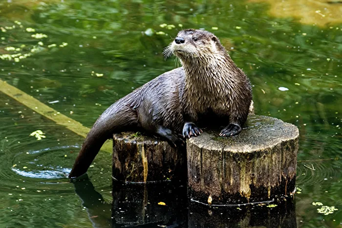 Otter