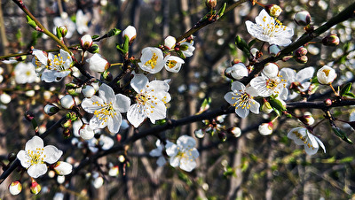 Blüten