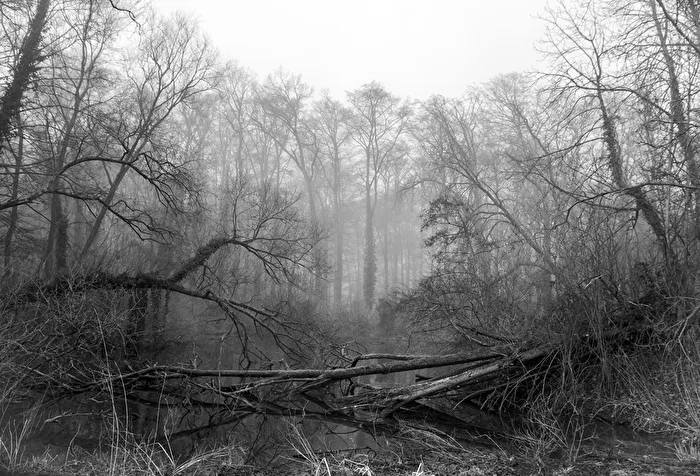 Waldlandschaft