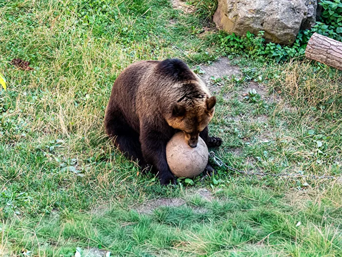 The Bear with the Ball 1
