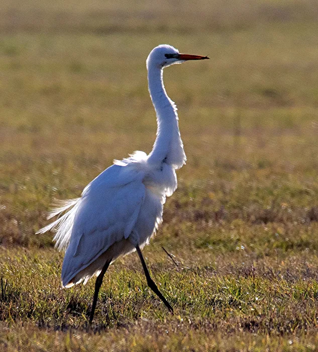 Great Egret