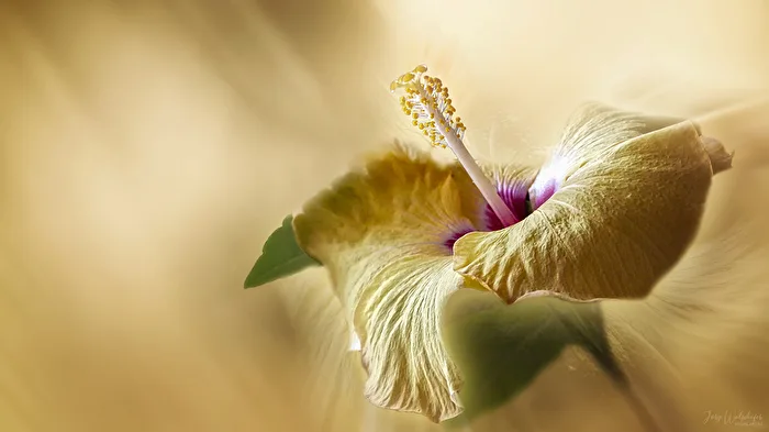 Hibiskus-Art