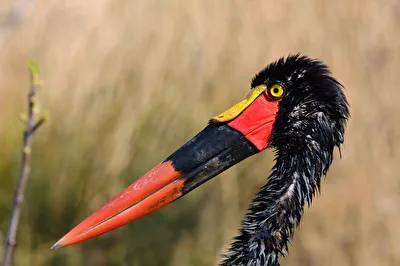 Sattelstorch nach dem Bad