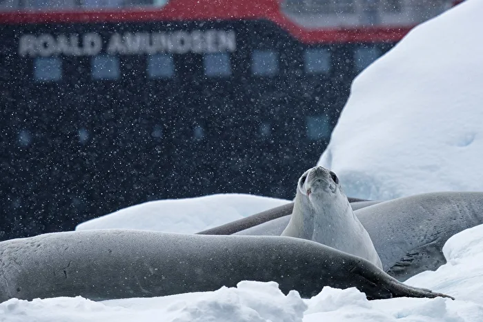 Crabeater Seal / Krabbenfresser (Lobodon carcinophaga) - aufmerksam
