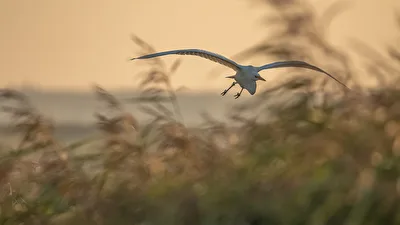 Kleine Bilderserie vom Silberreiher früh morgens