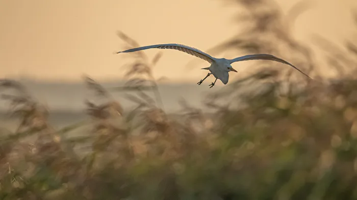 Kleine Bilderserie vom Silberreiher früh morgens