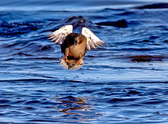 Mallard in Landing Approach