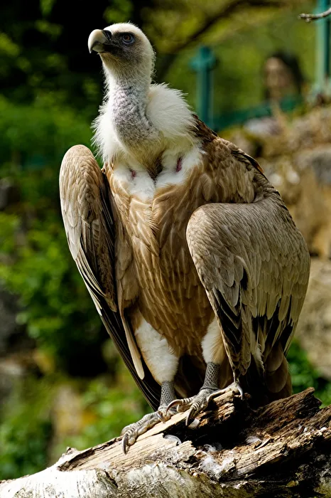 Griffon Vulture