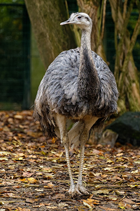 Nandu