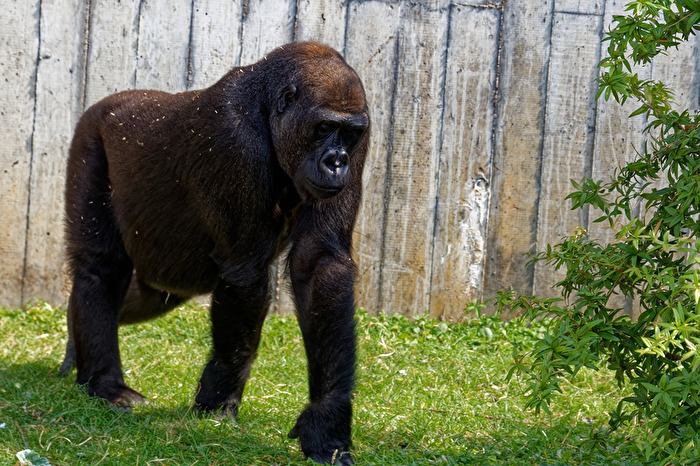Gorilla