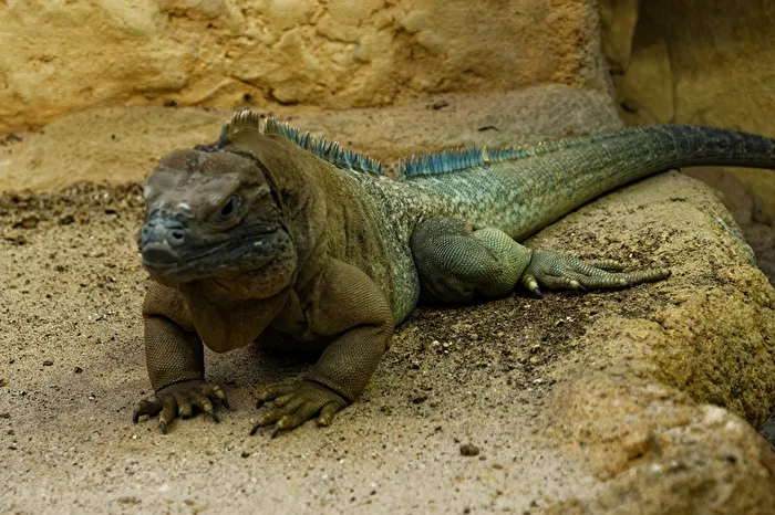 Jamaican Iguana