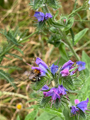 Hummel im Blütenkelch